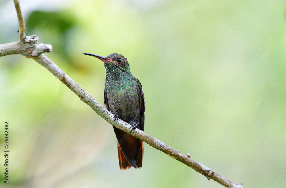 Fototapeta premium Rufous-tailed Hummingbird (Amazilia tzacatl)