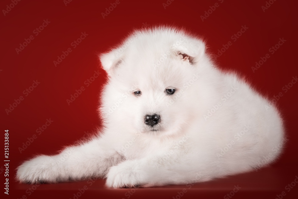 Fototapeta premium S