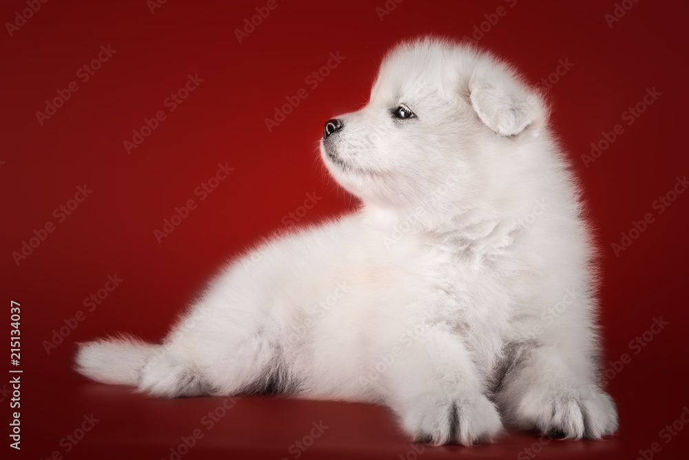 Cute Samoyed puppy studio Cute Samoyed puppy studio
