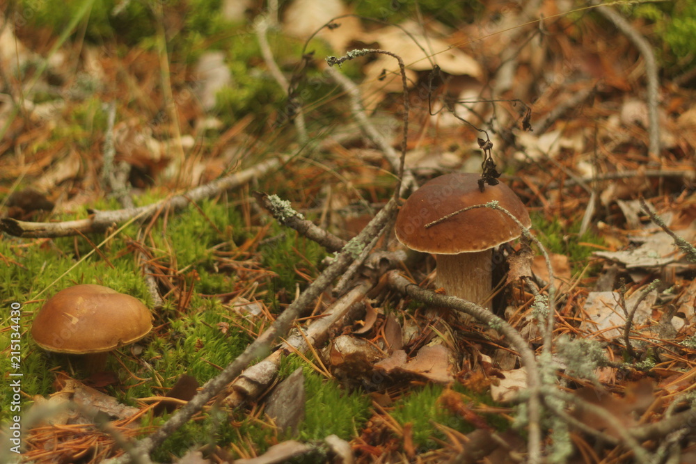 Cep Mushroom Growing in Autumn Forest. Boletus growing under the tree. Mushroom picking Cep Mushroom Growing in Autumn Forest. Boletus growing under the tree. Mushroom picking