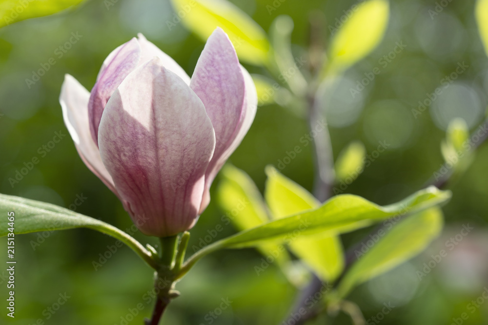 Blooming magnolia in the spring garden. Magnolia flower close-up Blooming magnolia in the spring garden. Magnolia flower close-up