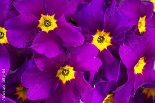 Primrose flowers as a background, close-up,