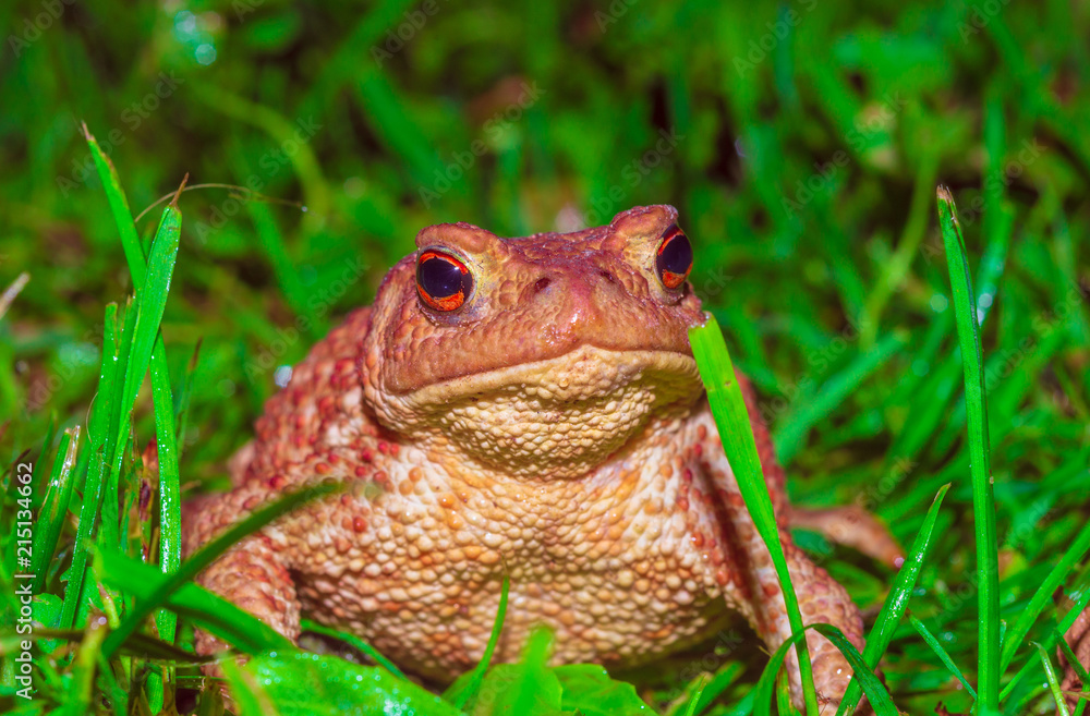 Obraz premium frog, Braslav lakes
