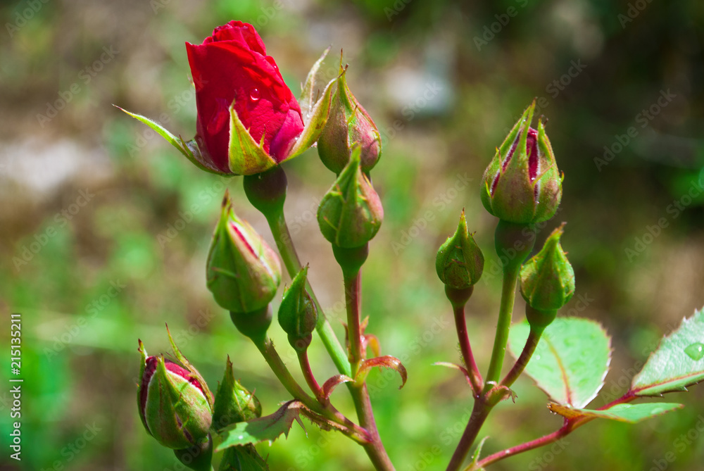 Red Rose Bud With Raindrop - Photograph of a single red rose bud growing on a bush with greenery in the background. Selective focus on the flower bud. Red Rose Bud With Raindrop - Photograph of a single red rose bud growing on a bush with greenery in the background. Selective focus on the flower bud.