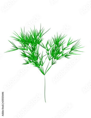 Reed stems ,bamboo leaves, thin narrow leaves.Different shades of green. Isolated on white background photo