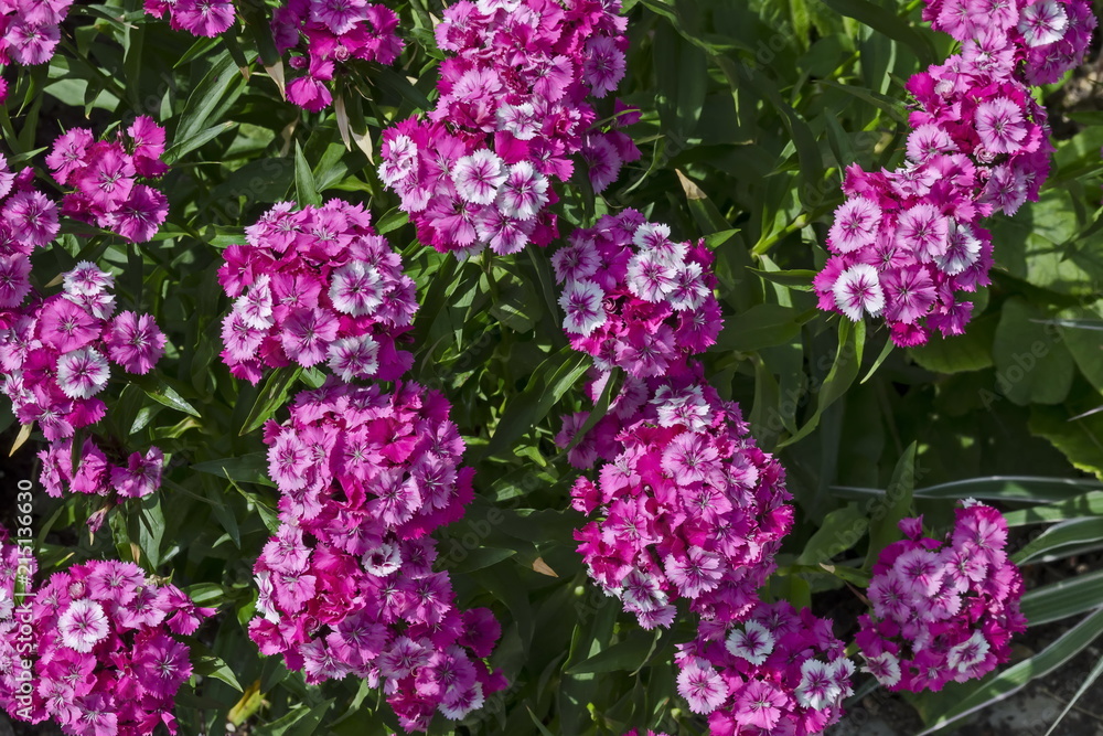 Sweet William or Dianthus barbatus flower is a flowering plant in the garden, district Drujba, Sofia, Bulgaria Sweet William or Dianthus barbatus flower is a flowering plant in the garden, district Drujba, Sofia, Bulgaria