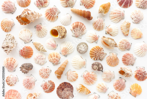 Seashell Background on White