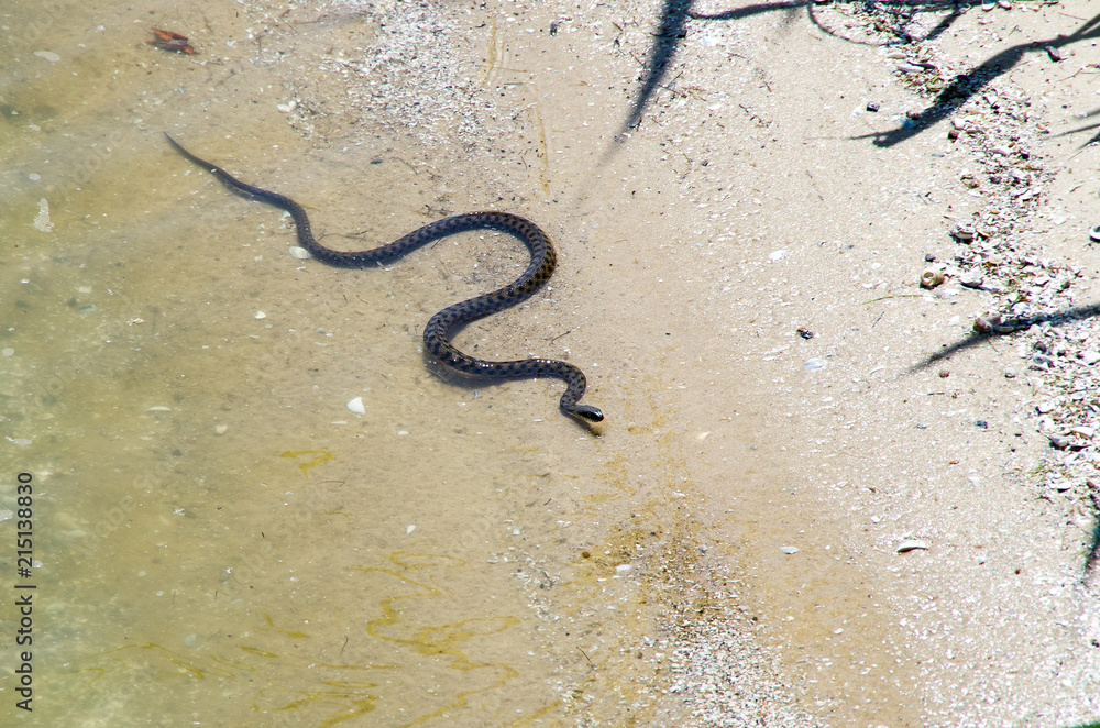 Fototapeta premium Snake Natrix tessellata close-up