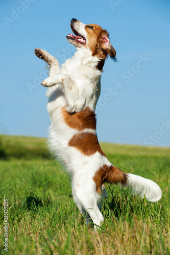 Kooikerhondje macht M  nnchen in einer Wiese