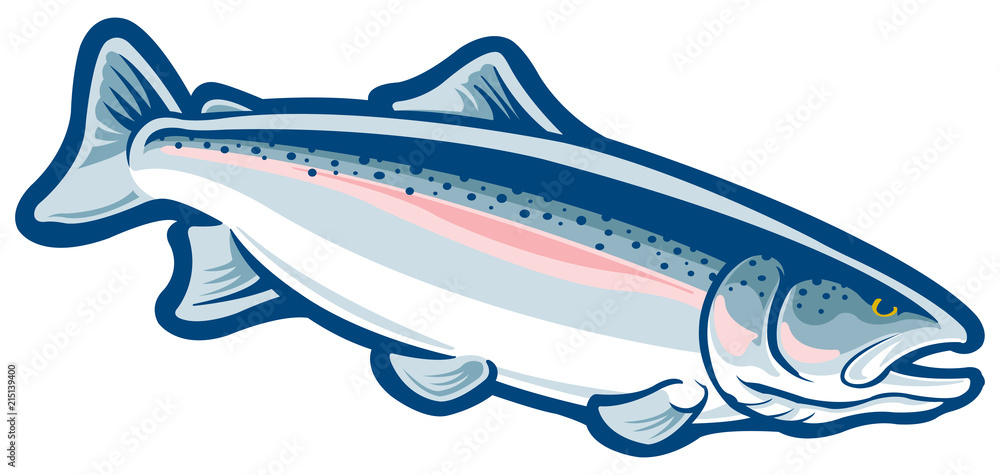 Fototapeta premium Steelhead trout