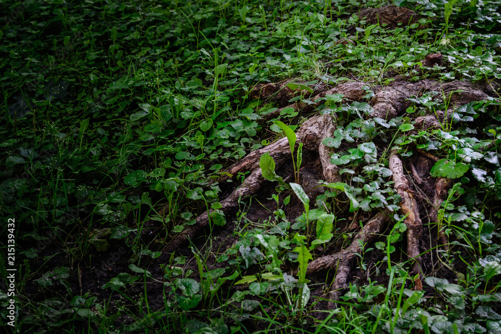 The magical roots of the old oak tree under the green grass. Deep dark forest. The magical roots of the old oak tree under the green grass. Deep dark forest.
