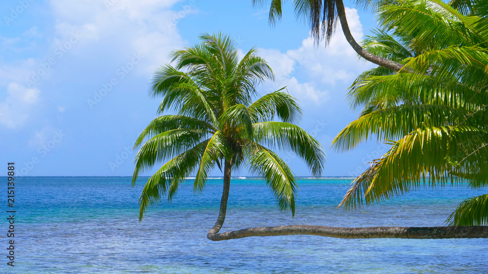 CLOSE UP: Beautiful crooked palms stretch above the stunning turquoise ocean.