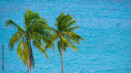 CLOSE UP: Two tall palm trees flutter in the summer wind coming from the ocean. © helivideo