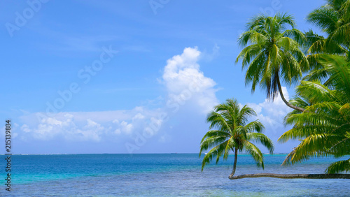 Crooked palm trees stretch over the breathtaking emerald ocean on sunny day.