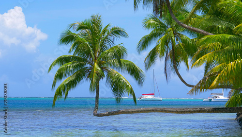 CLOSE UP: Two sailboats cruise past the exotic shore and crooked palm trees. © helivideo