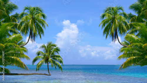 Beautiful crooked palm trees stretch above the stunning emerald Pacific ocean.