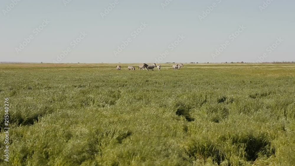 A herd of zebras is grazing in the steppe. Grass is moving on the wind. A herd of zebras is grazing in the steppe. Grass is moving on the wind.