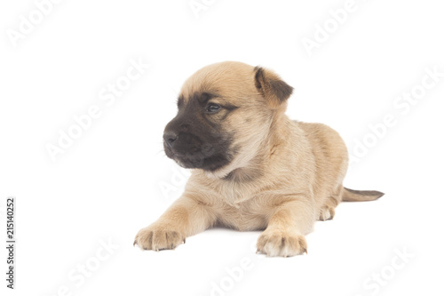 Fototapeta Naklejka Na Ścianę i Meble -  sheperd baby dog or puppy looking left