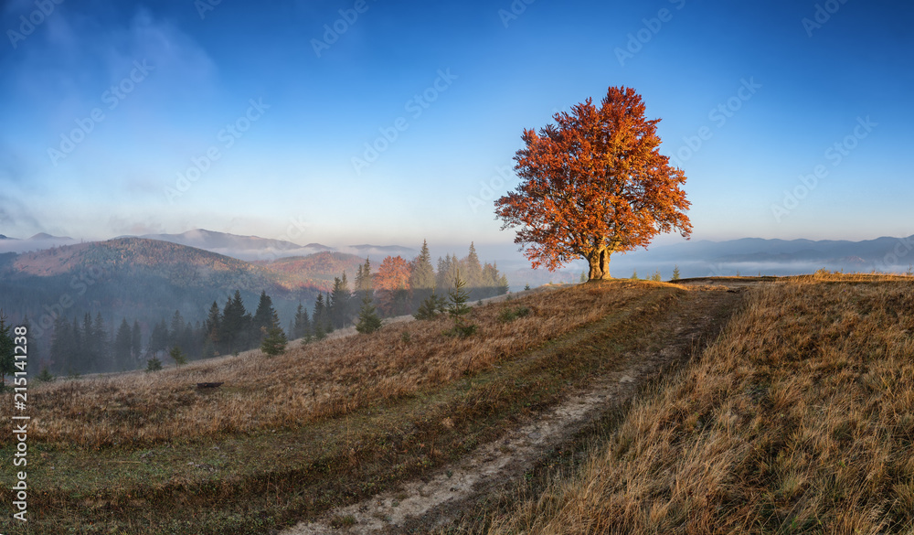 Fototapeta The first sun rays on lonely beech tree in foggy autumn landscape.