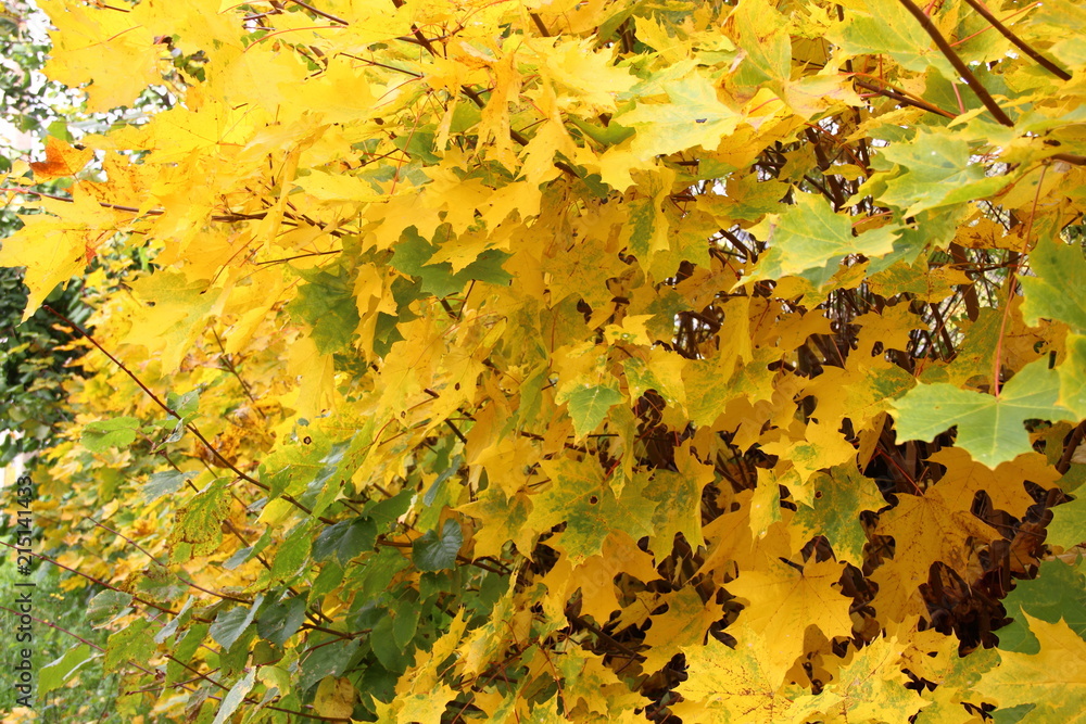 Autumn, October, leaf fall - bright yellow maple leaves on the tree