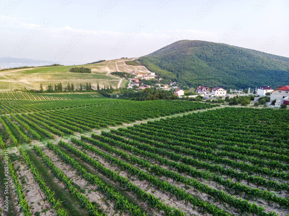 Aerial view of a vineyard hills landscape with roads at sunset