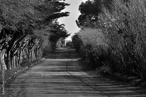 forest road at sunset in black and wite