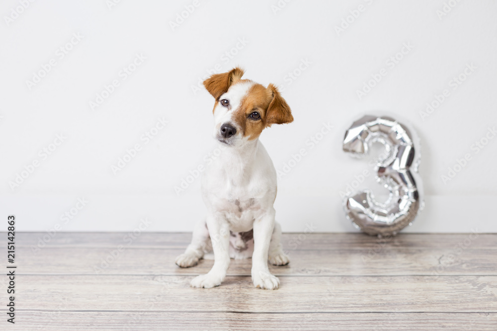 portrait of a cute small dog celebrating birthday, he is three years old. Standing over white background with a silver balloon with a 3 shape. Celebration concept
