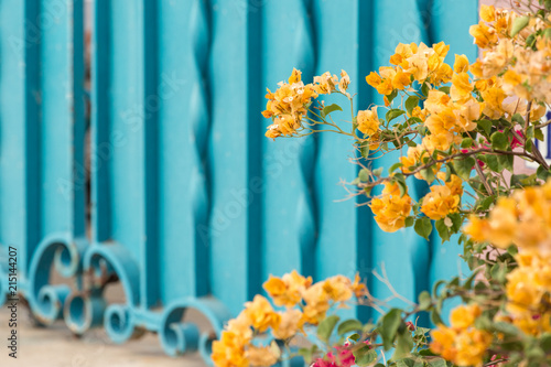 Tropical bouganvillea in front of a metal gate