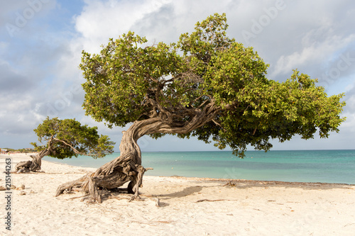 The twin windswept trees on the beach in Aruba