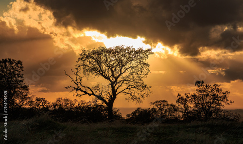 Silhouetted tree with storm clouds and sun rays