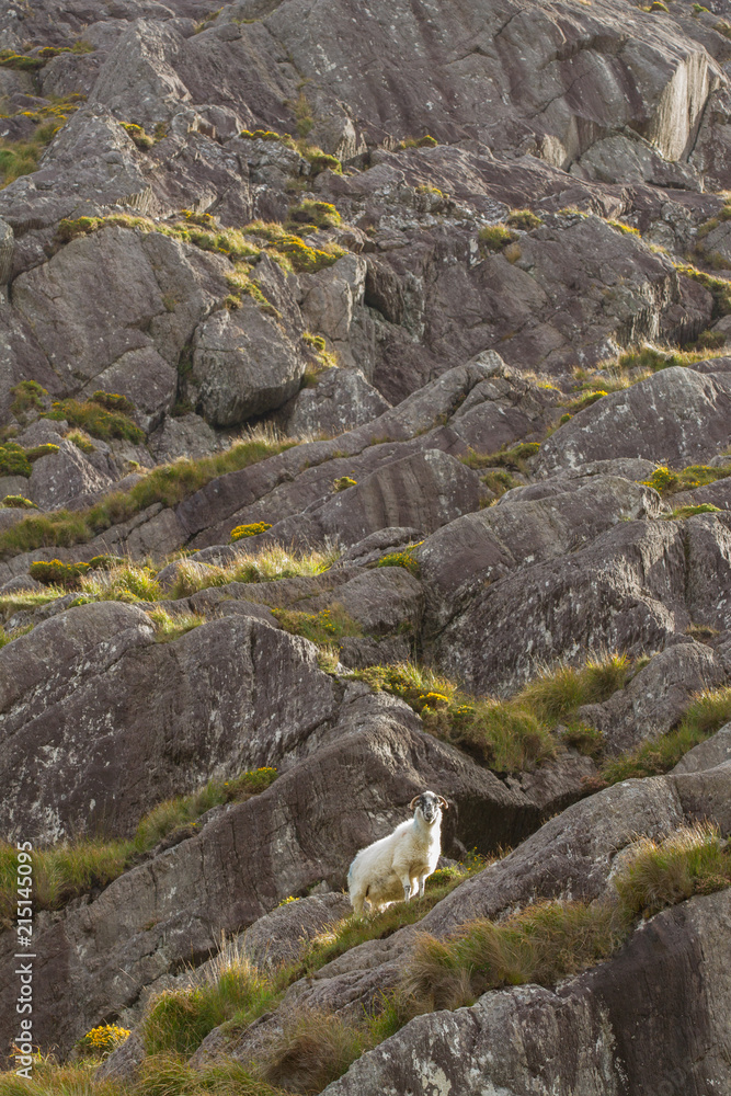An Irish sheep perched on a rocky ledge An Irish sheep perched on a rocky ledge