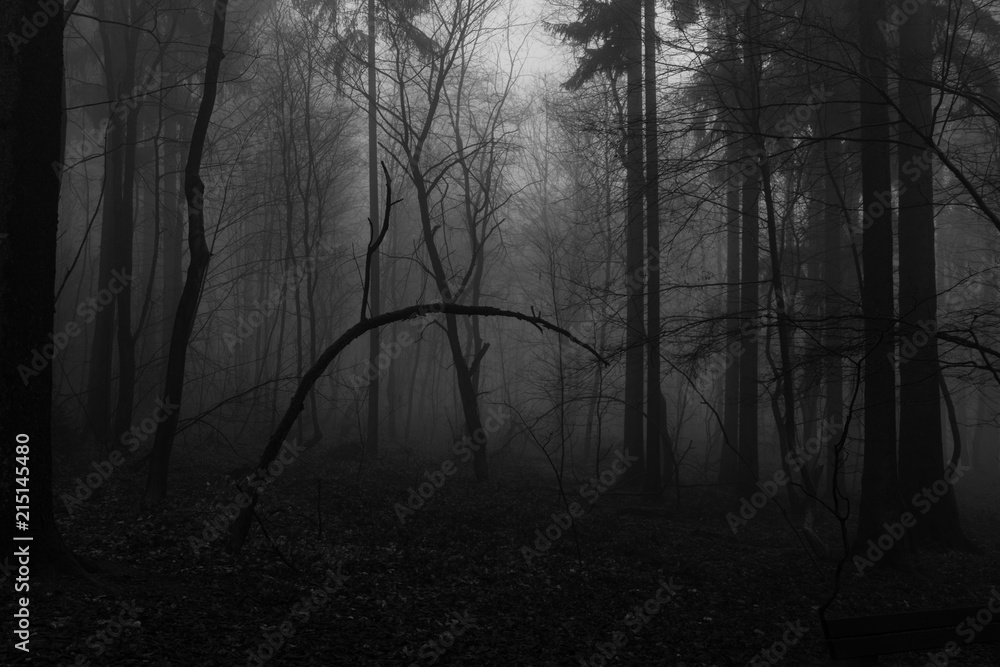 Fototapeta Mistyczny las