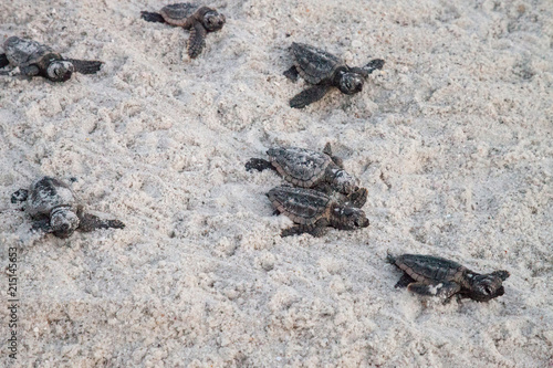 Hatchling baby loggerhead sea turtles Caretta caretta climb out of their nest