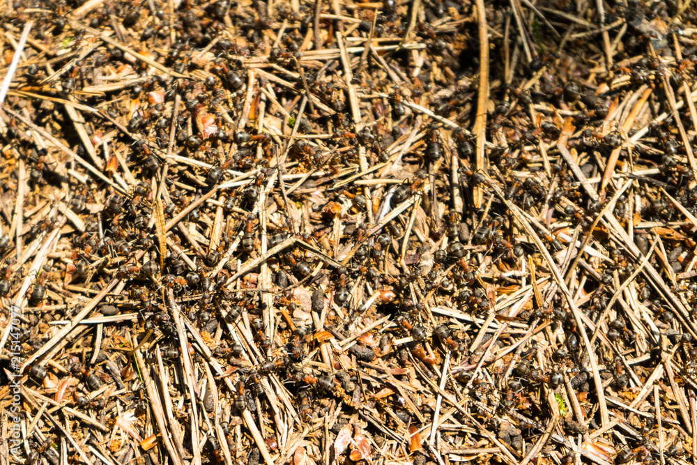 Anthill in the forest. Large colony of ants Anthill in the forest. Large colony of ants