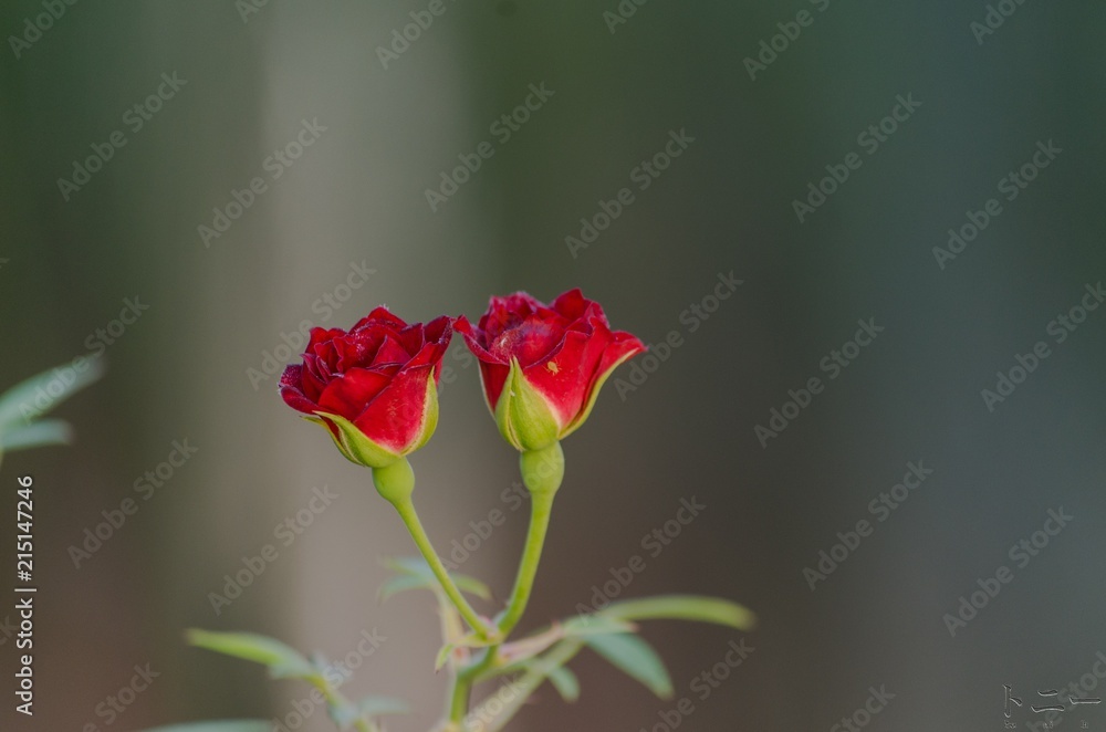 Rosas Rosas