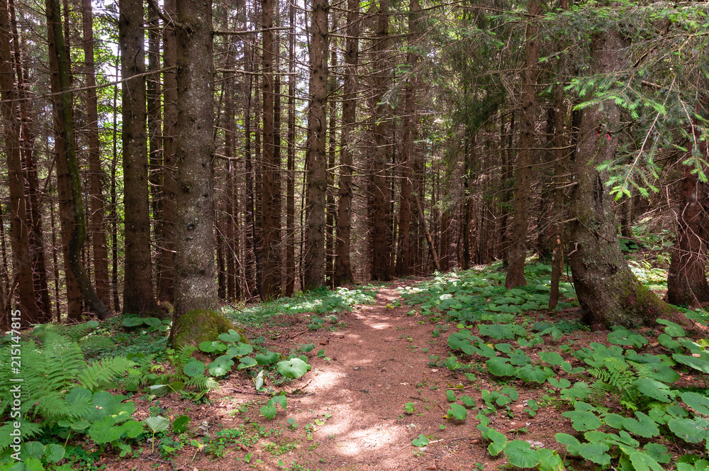 Waldweg Nadelwald