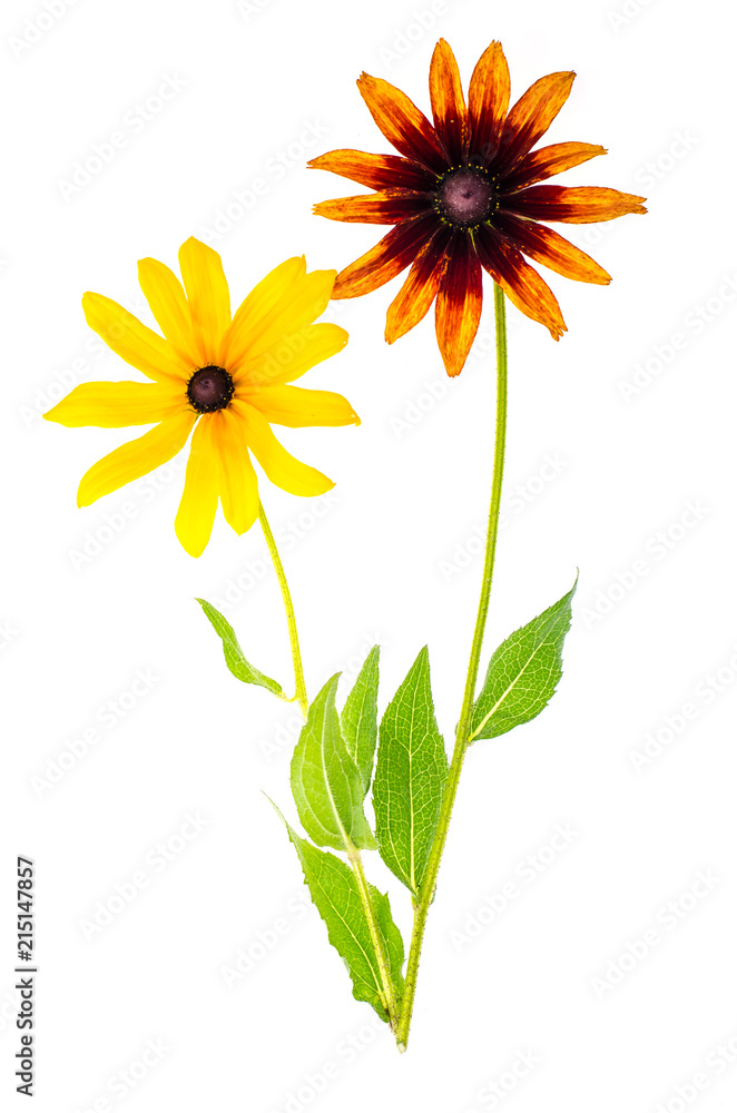 Yellow Rudbekka flowers on white background