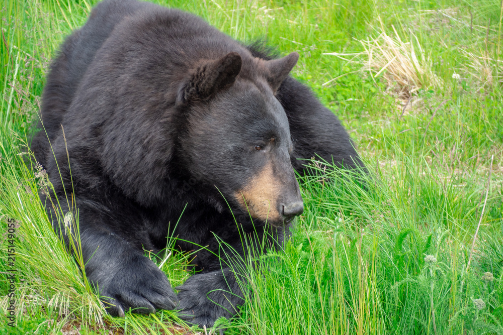 Fototapeta premium Black bear 2