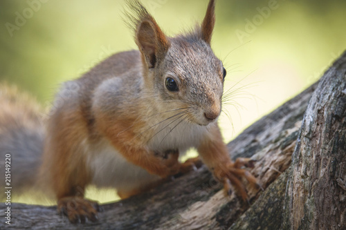 Red Squirrel (Sciurus vulgaris) on tree © Brais Seara