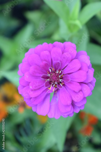 purple zinnia macro