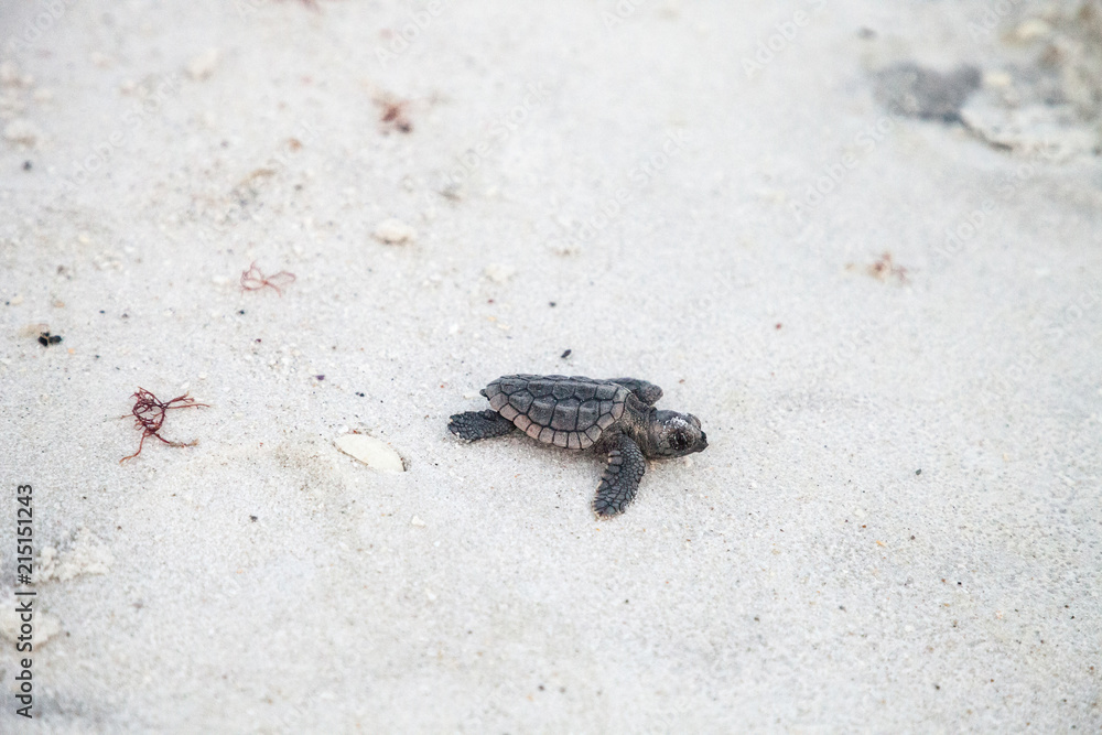 Φωτογραφία Hatchling baby loggerhead sea turtles Caretta caretta climb out of their nest