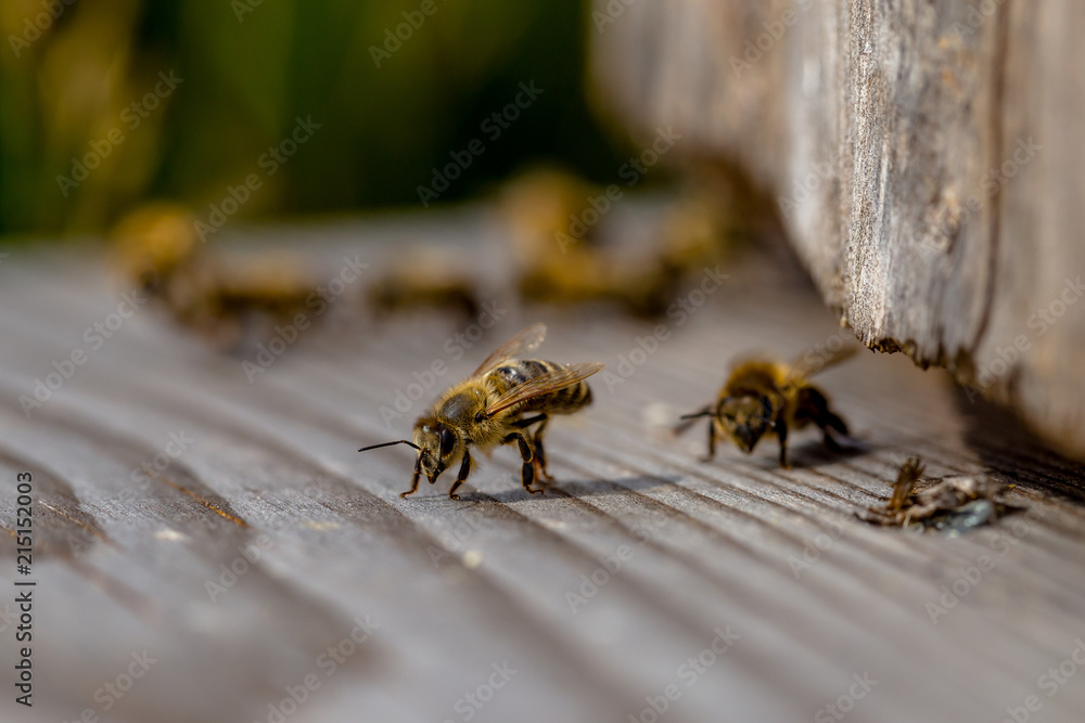 Bee Starting from a Wooden Beehive Bee Starting from a Wooden Beehive
