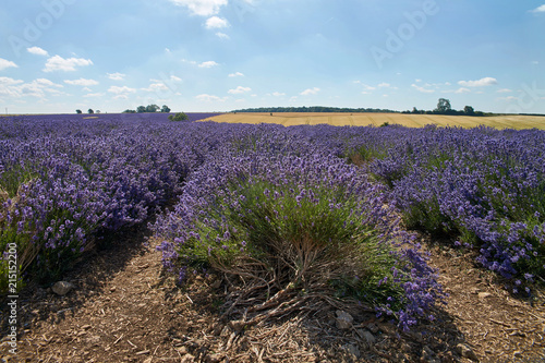 Blue lavender field in England