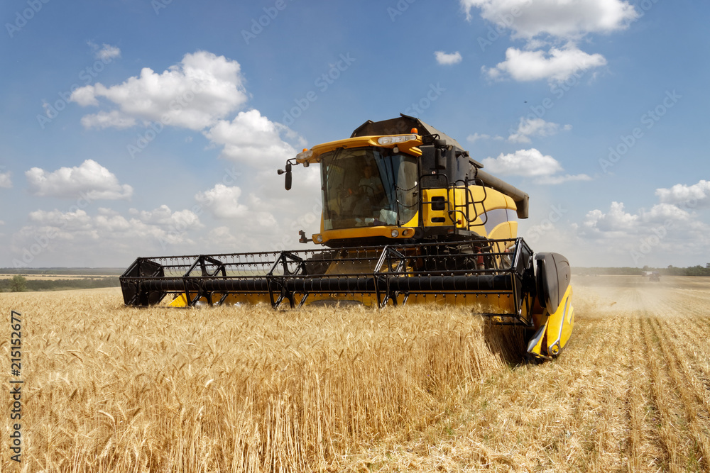 Obraz premium Combine harvests wheat on a field in sunny summer day