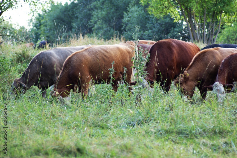 Cows on a meadow pasture, country pasture for cattle. Cows on a meadow pasture, country pasture for cattle.