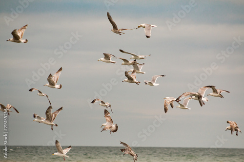 mouettes en plein vol à cabourg