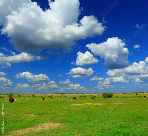 Cows on a green summer meadow