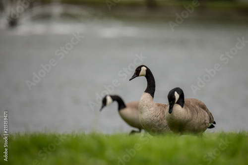 3 Canada Geese by lake