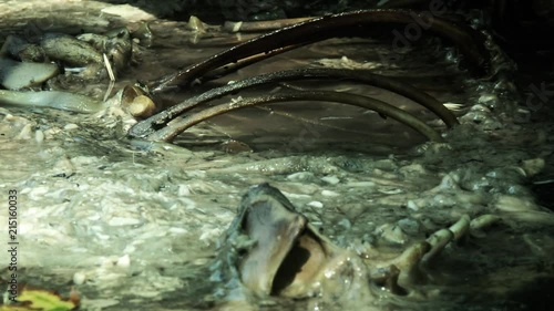 Timelapse of rotting carcass