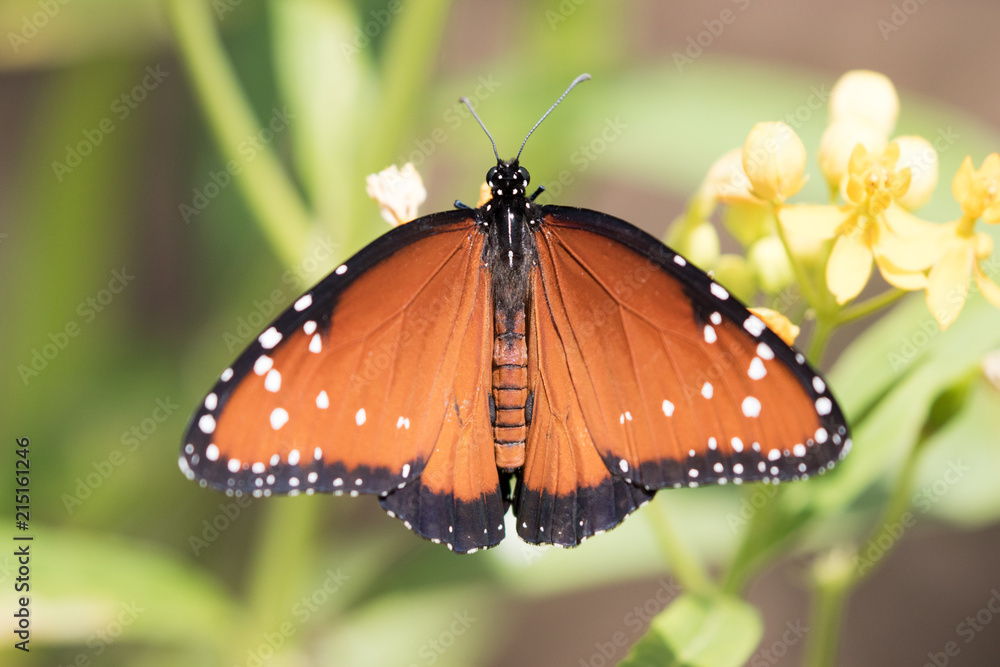 Queen Butterfly - Danaus gillipus Queen Butterfly - Danaus gillipus